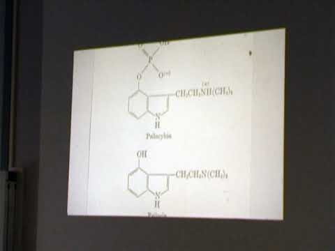 Medizinisch interessante Indolalkaloide in Pilzen, Referat von Dr. Jochen Gartz, Entheovision 4